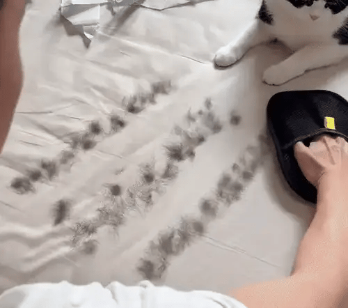 EasyGroom - Luvas anti-pêlos para animais